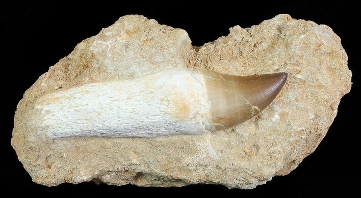 Mosasaur (Prognathodon) Rooted Tooth In Rock - Nice Tooth #66555